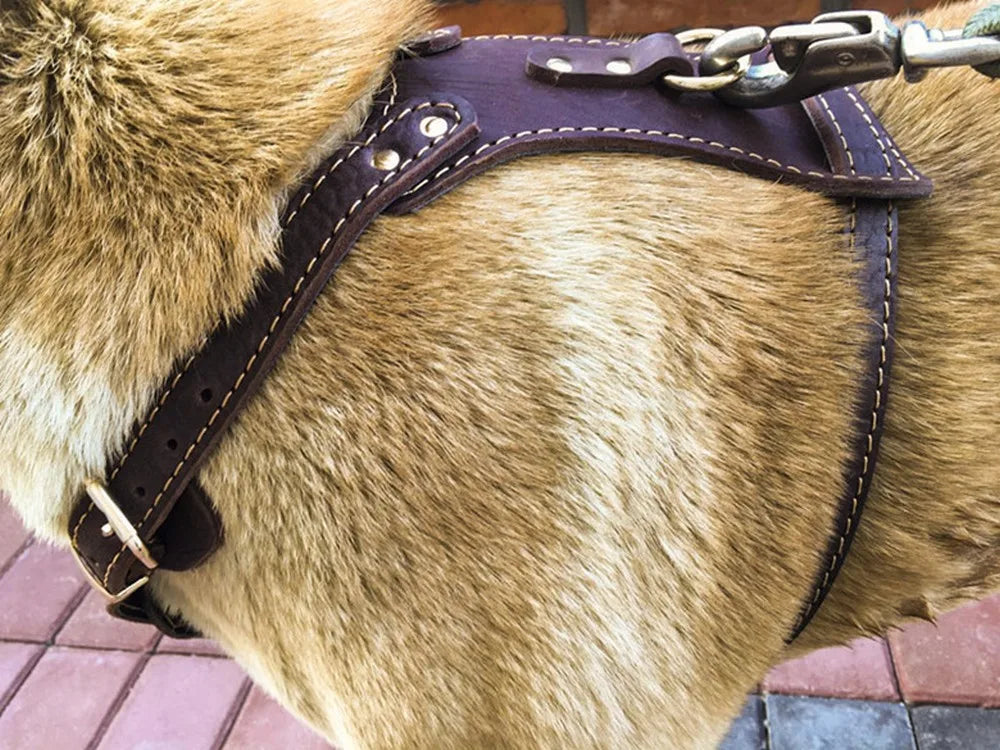 Genuine Leather Dog Harness Vest for Medium & Large Dogs